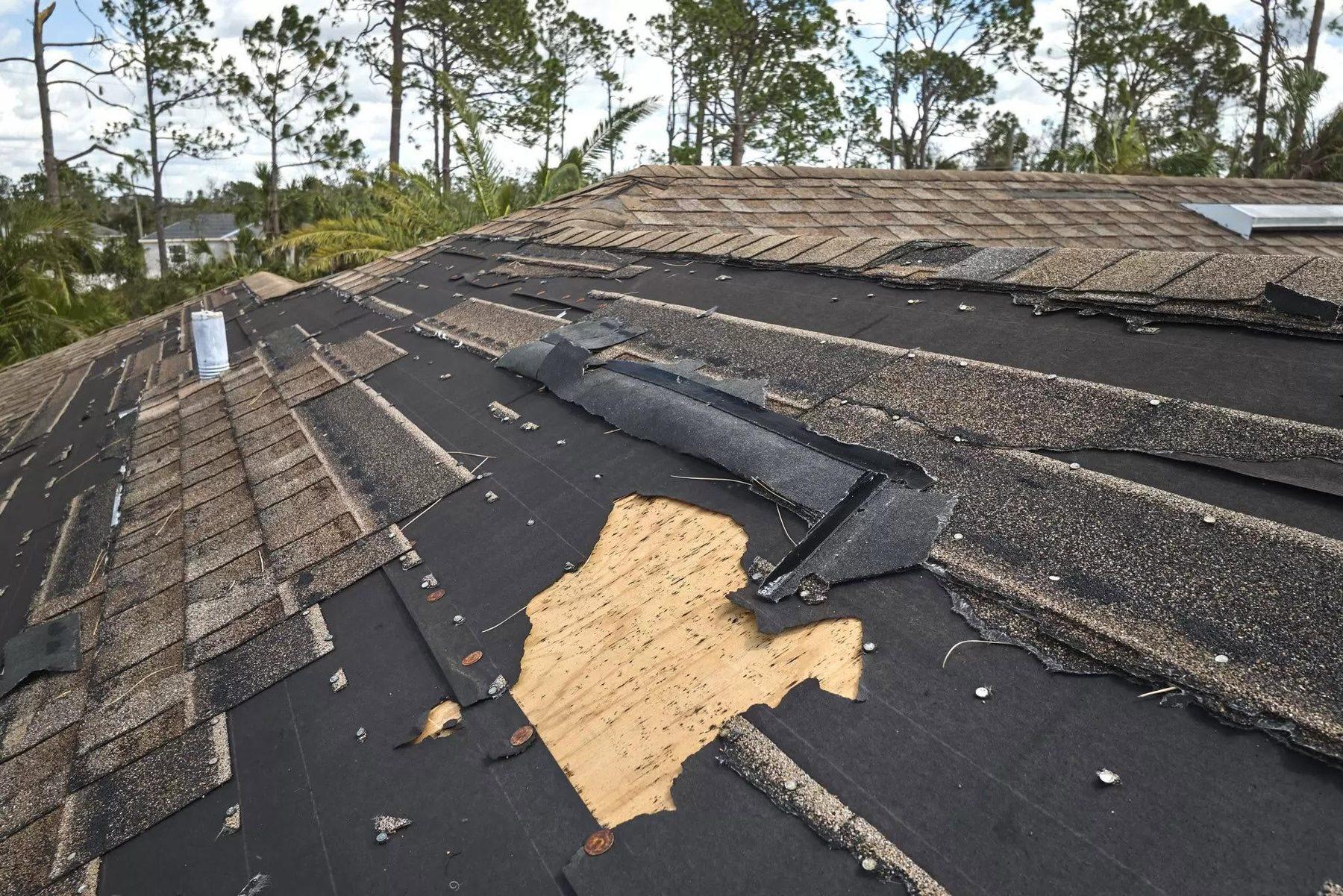 Storm-damaged shingles lifted from a roof deck